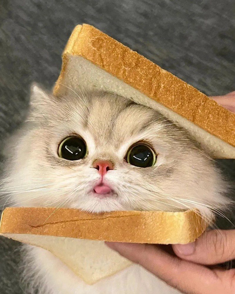 cute cat pics 1