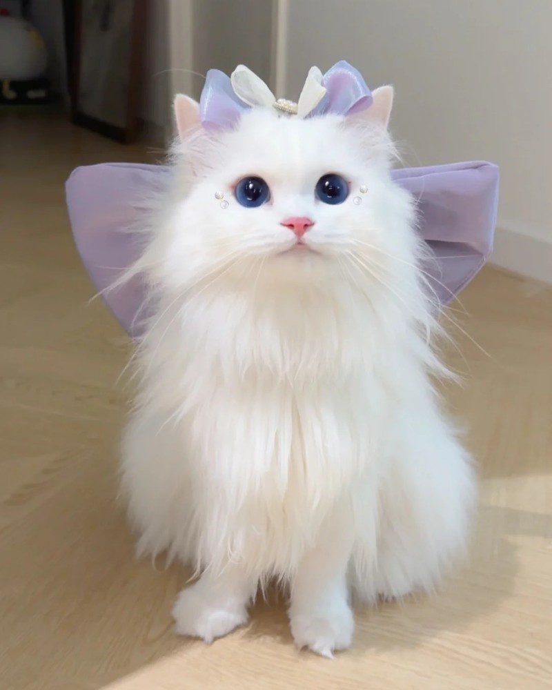 cute cat pics 10