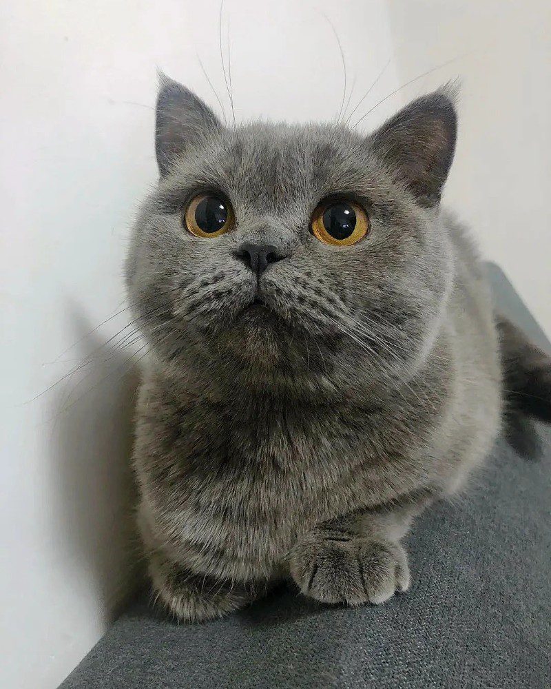 cute cat pics 11