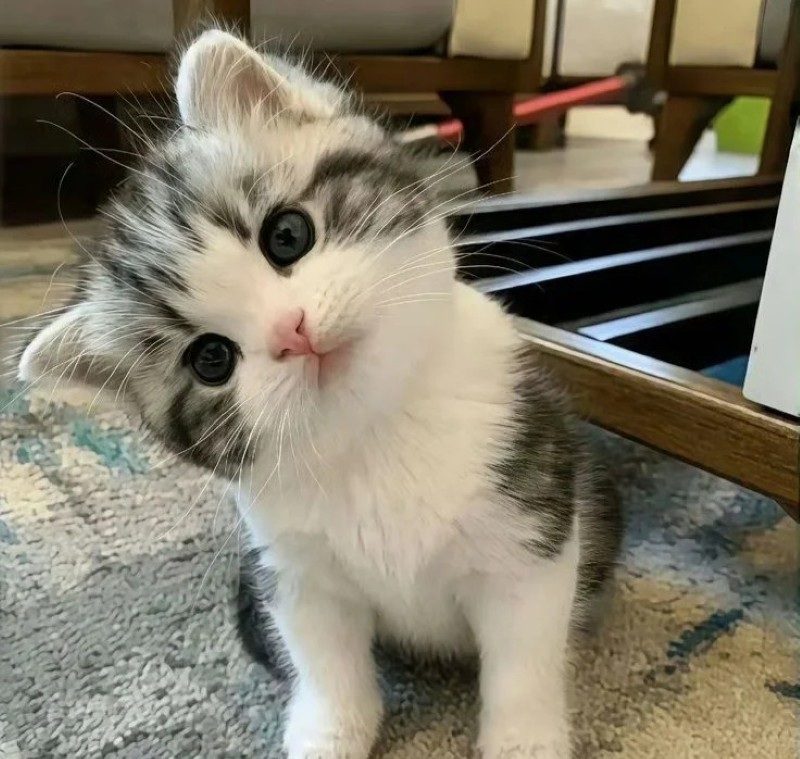 cute cat pics 12