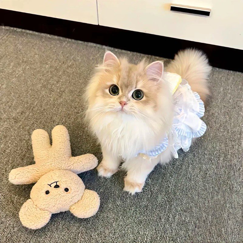 cute cat pics 13