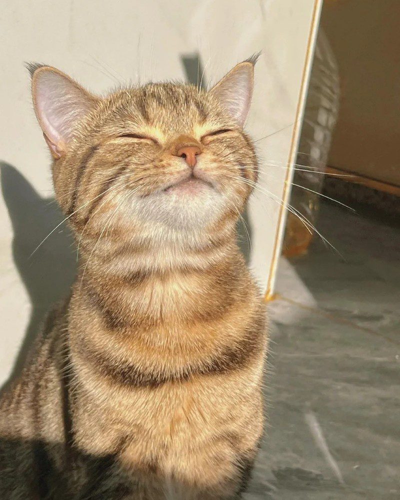 cute cat pics 14