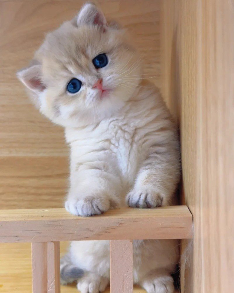cute cat pics 15