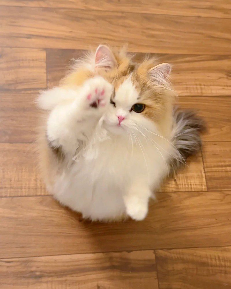 cute cat pics 16