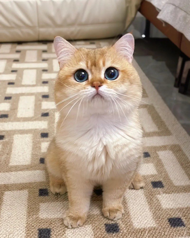 cute cat pics 17