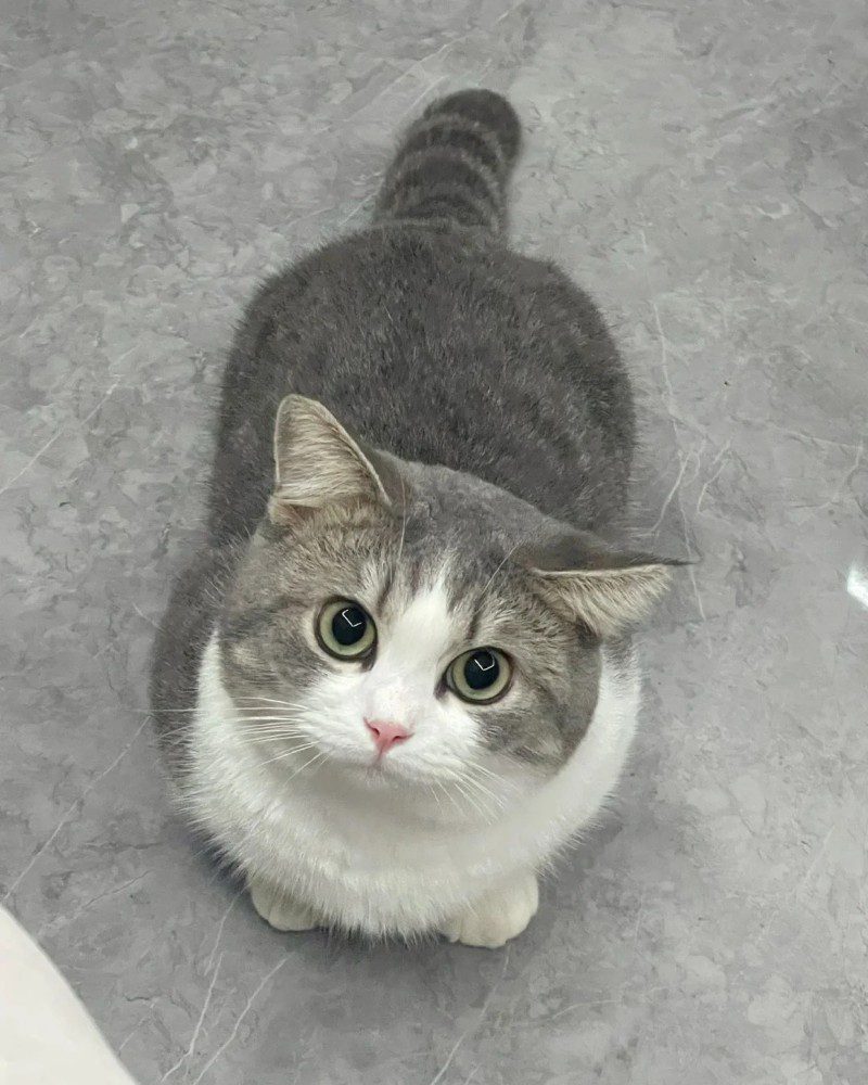 cute cat pics 28