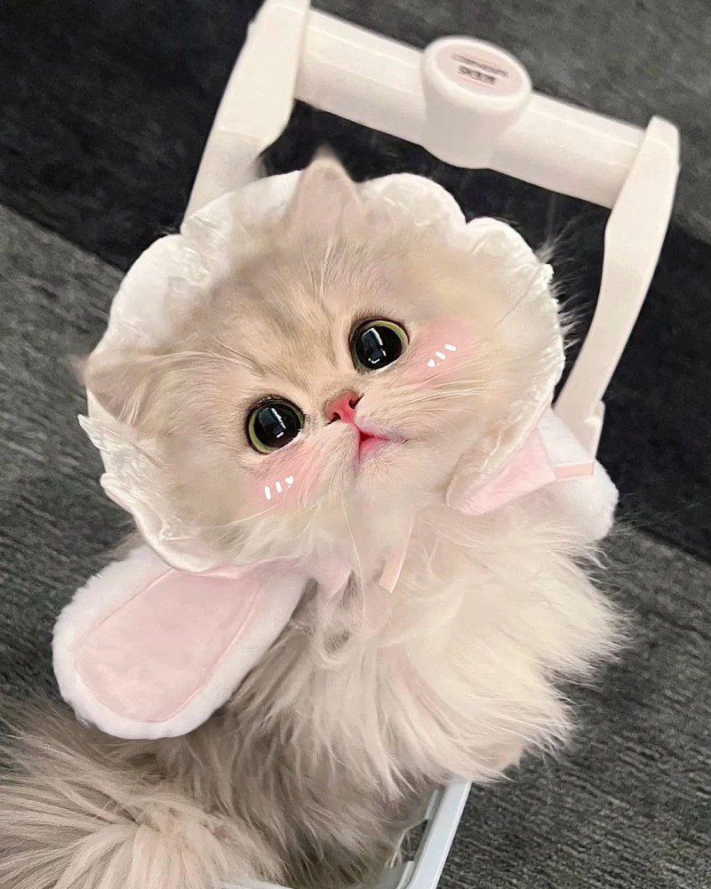 cute cat pics 19