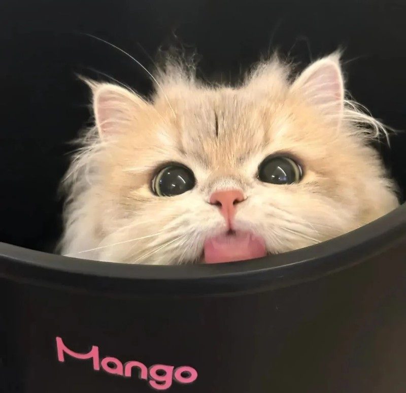 cute cat pics 2