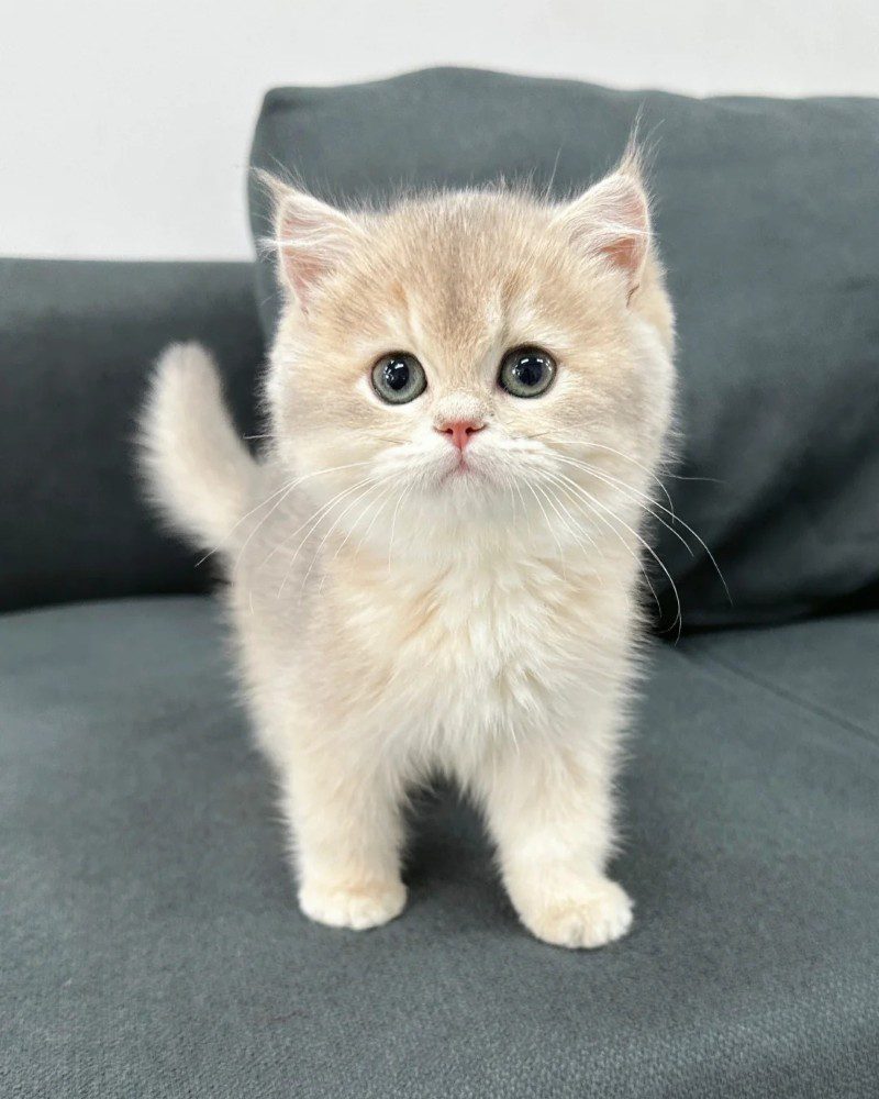 cute cat pics 20