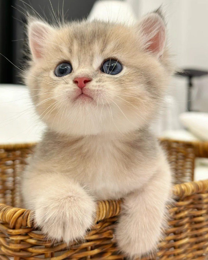 cute cat pics 21