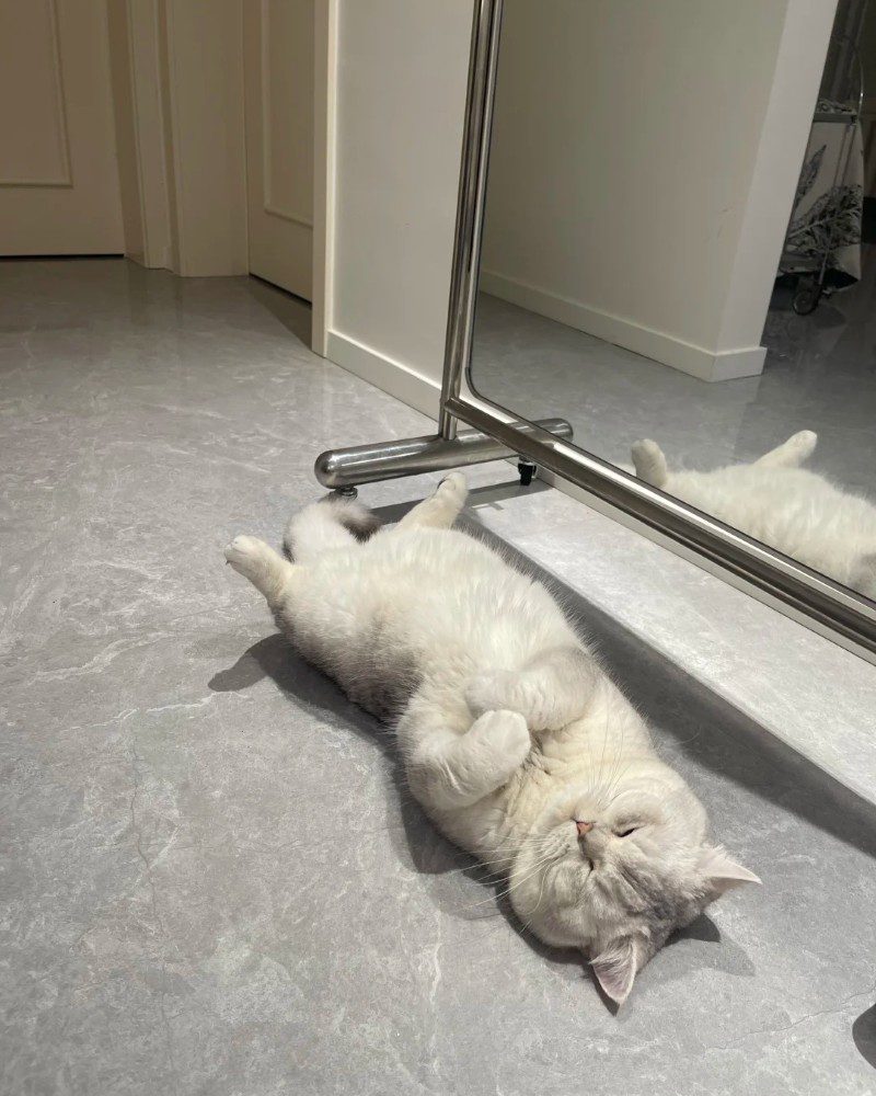 cute cat pics 22