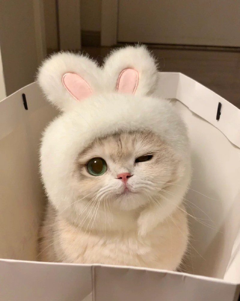 cute cat pics 23