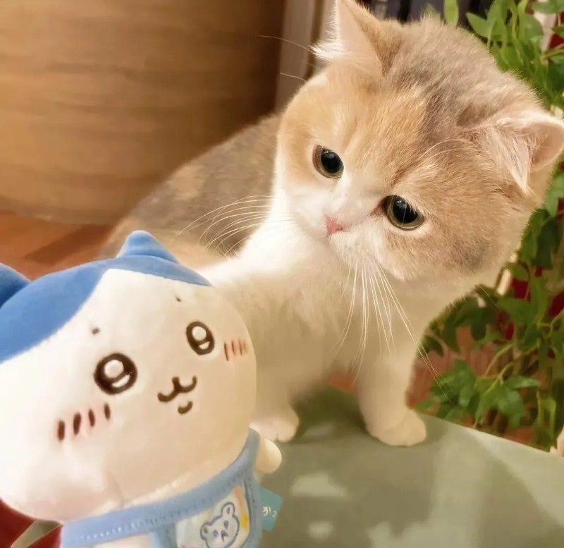 cute cat pics 25