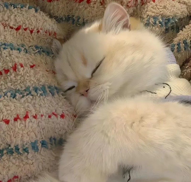 cute cat pics 26