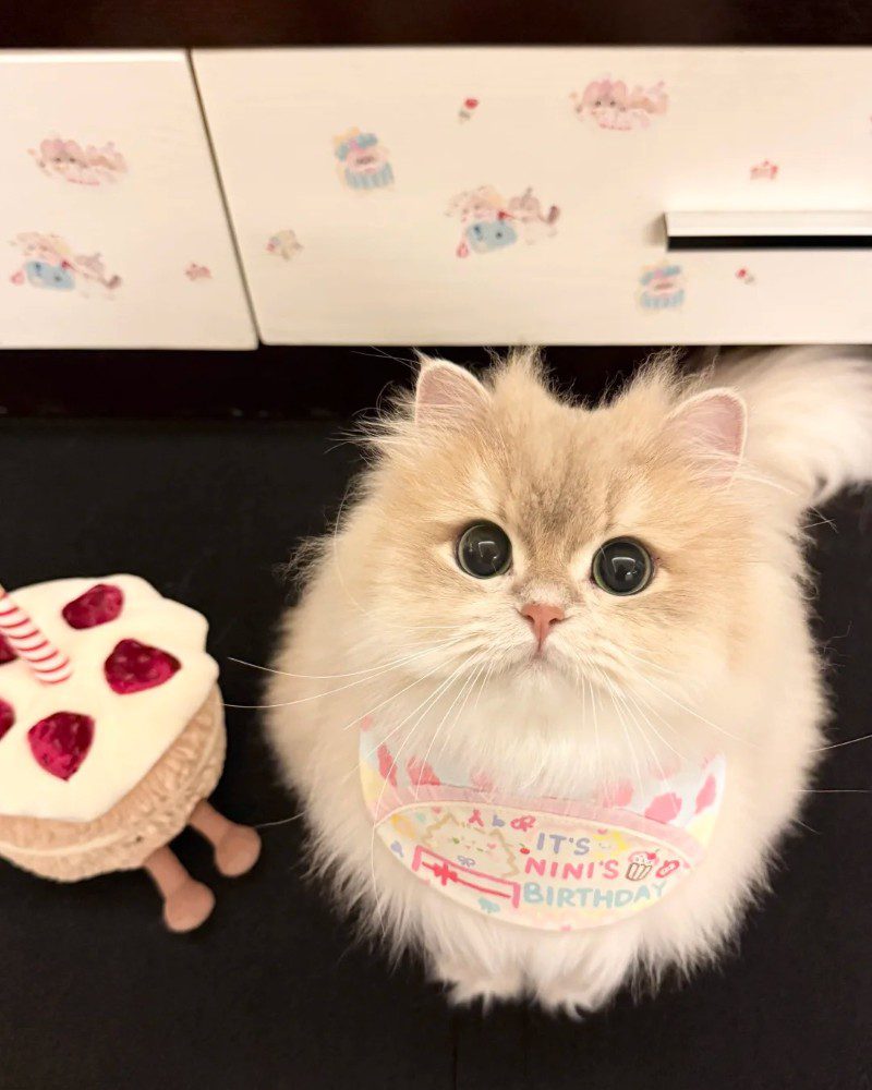 cute cat pics 27