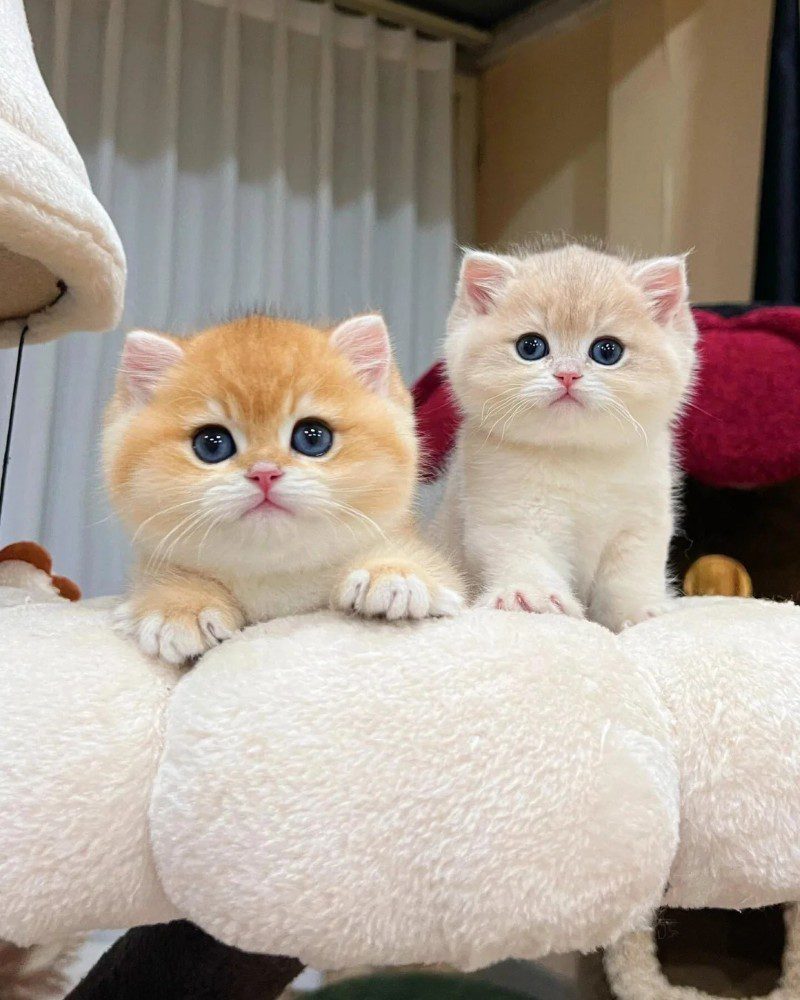 cute cat pics 28