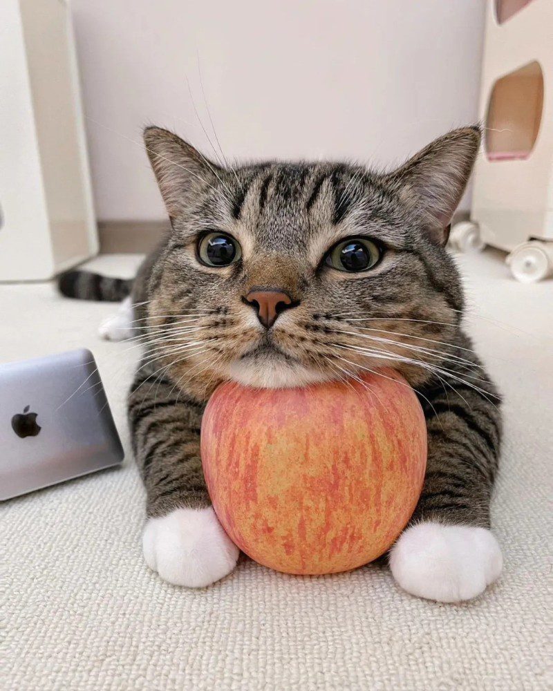 cute cat pics 29