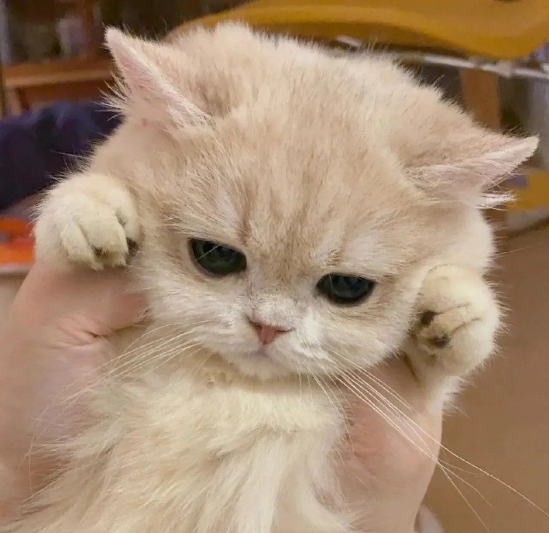 cute cat pics 3