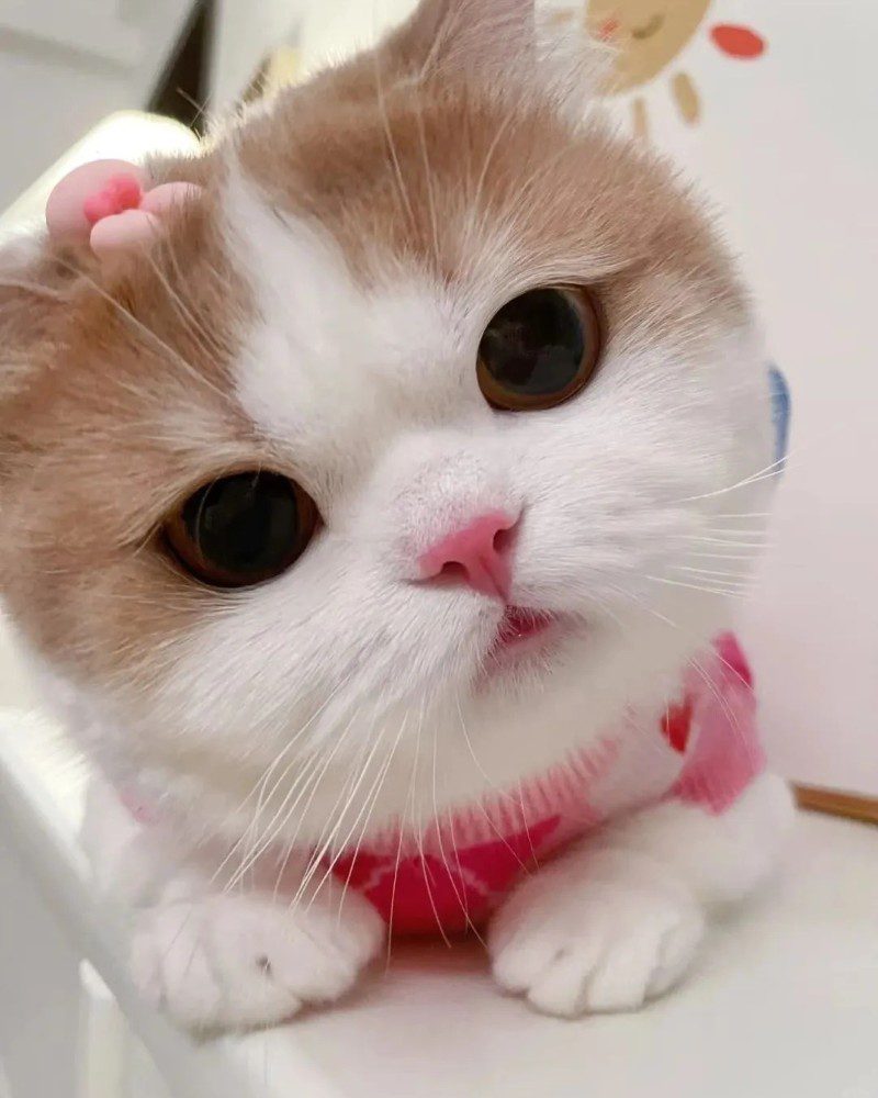 cute cat pics 32