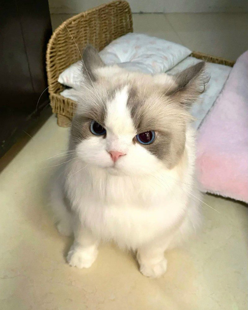 cute cat pics 34