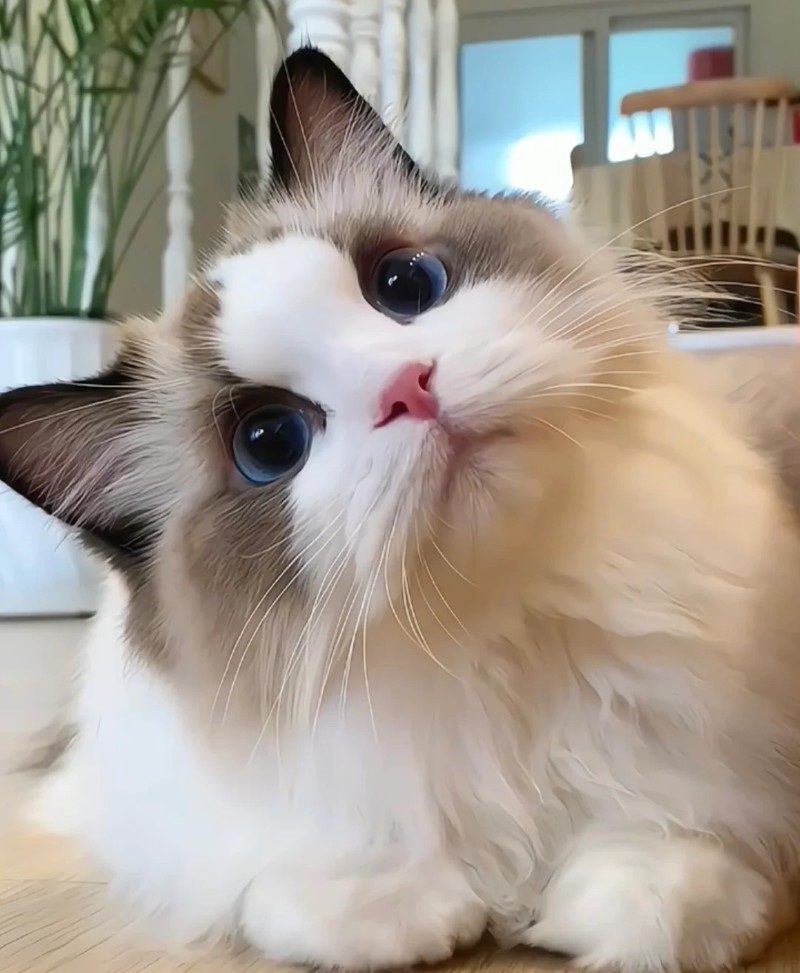 cute cat pics 36