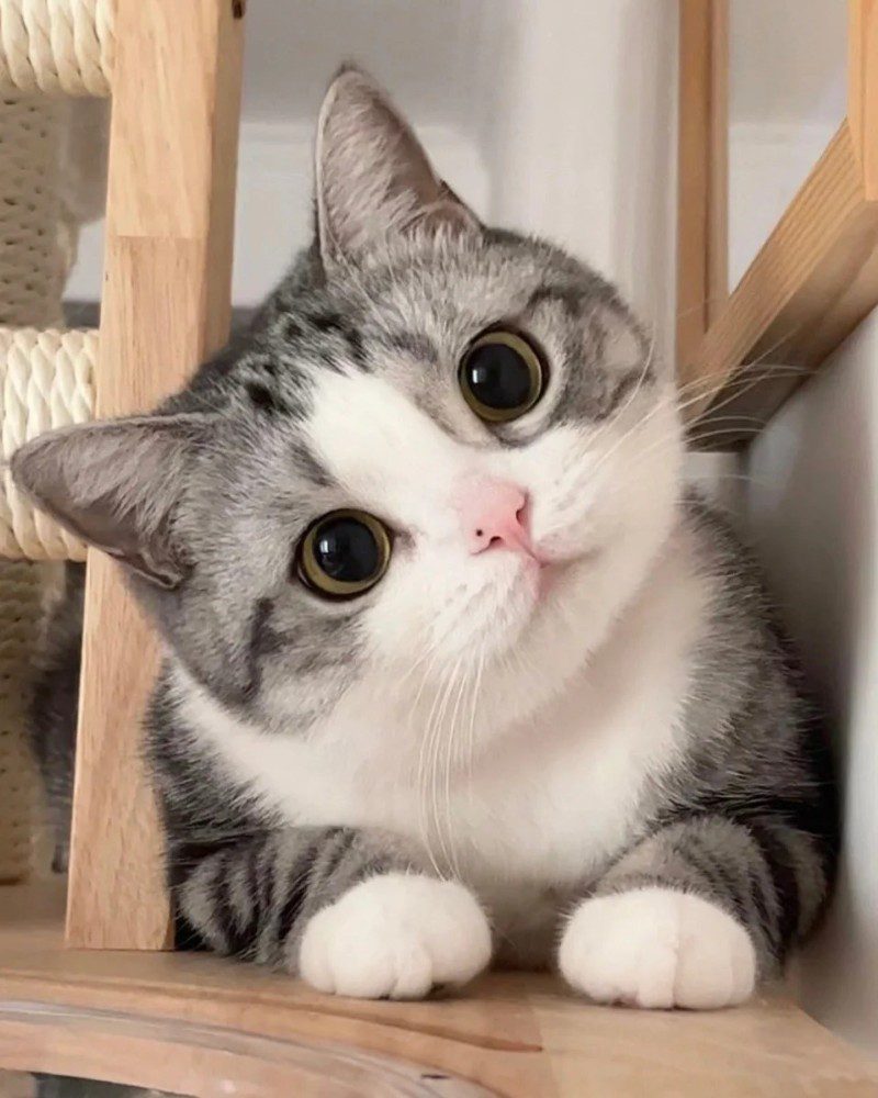 cute cat pics 5