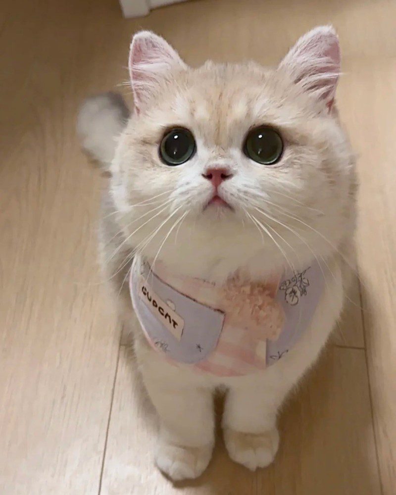 cute cat pics 6
