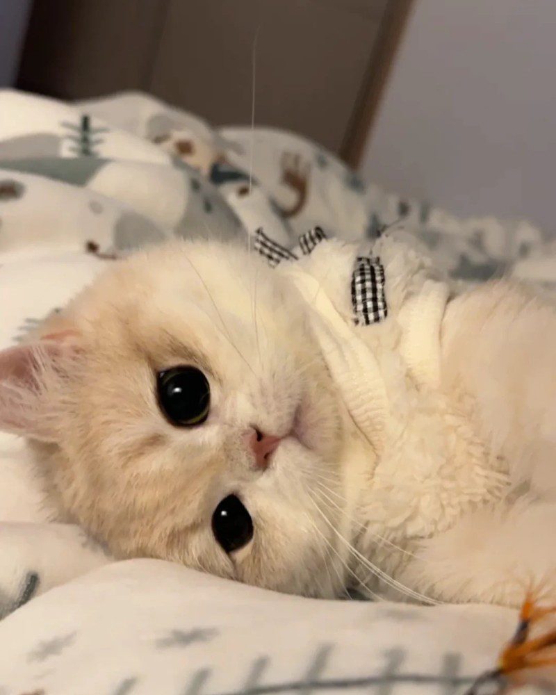 cute cat pics 7