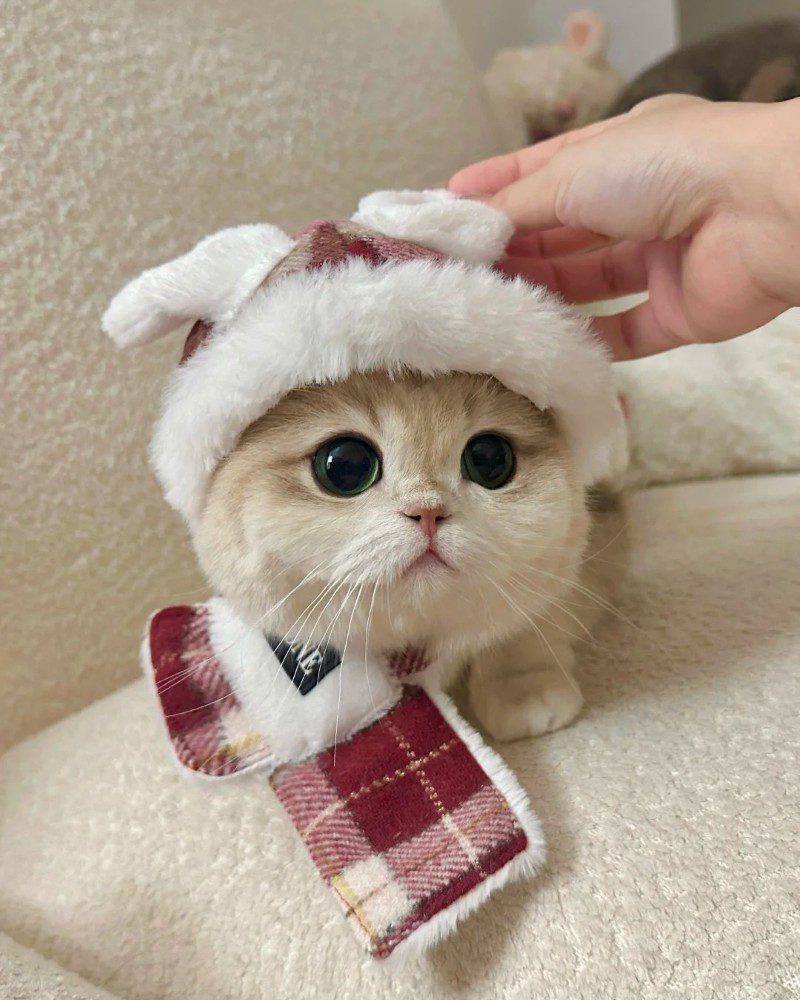 cute cat pics 8