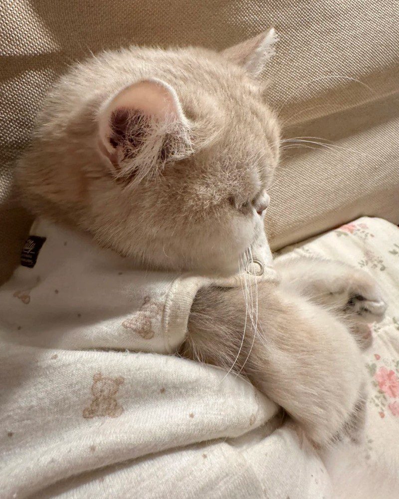 cute cat pics 9