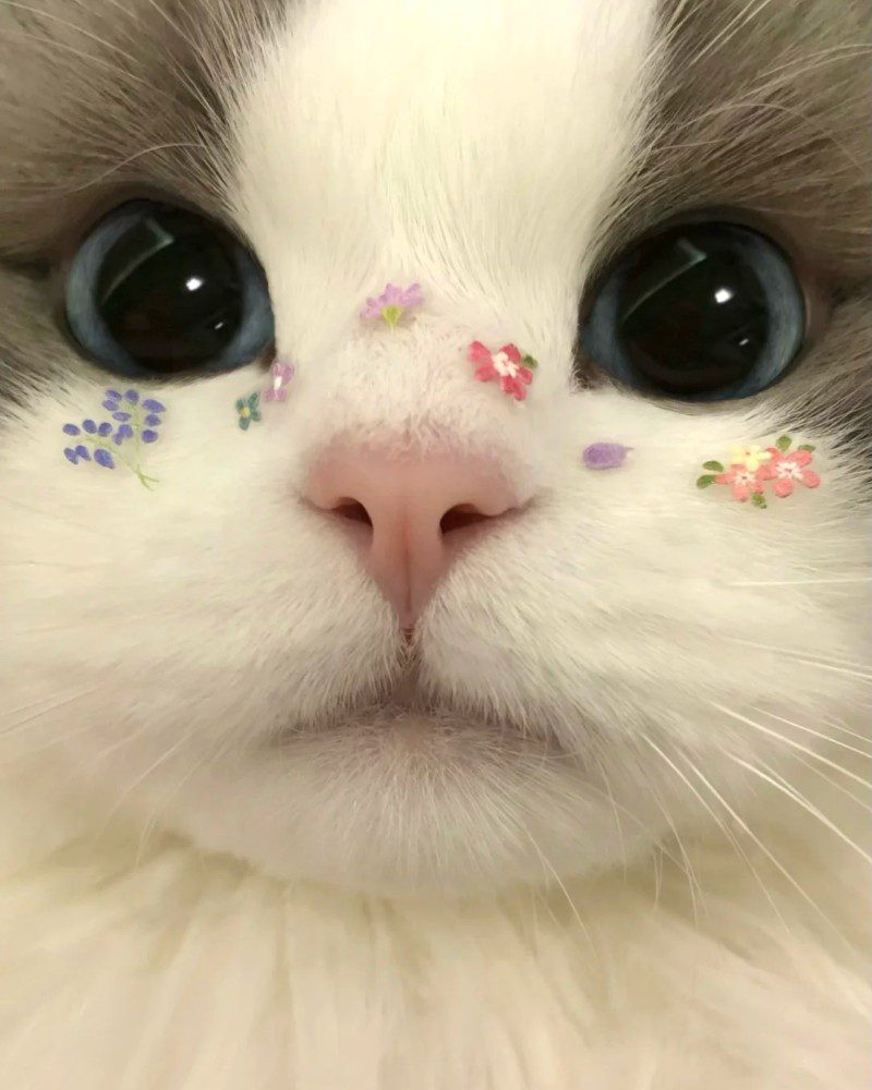 cute cat pics for dp