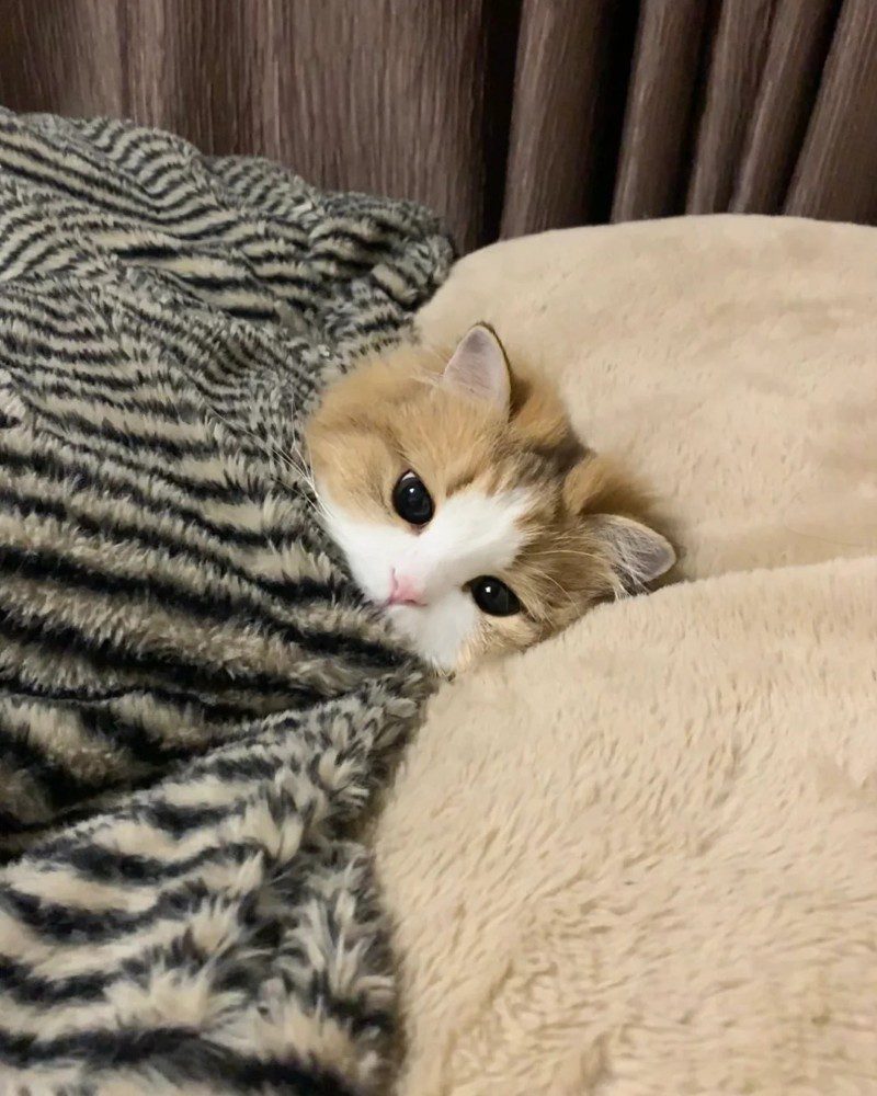 cute cat profile pic