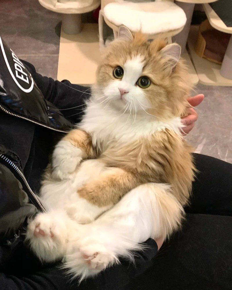 cute funny cat pics